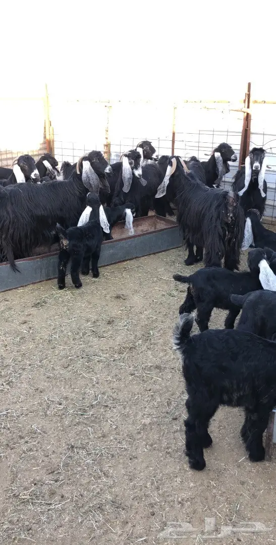 بيع مذعّيات عالية الجودة - أعداد ممتازة (image 18)