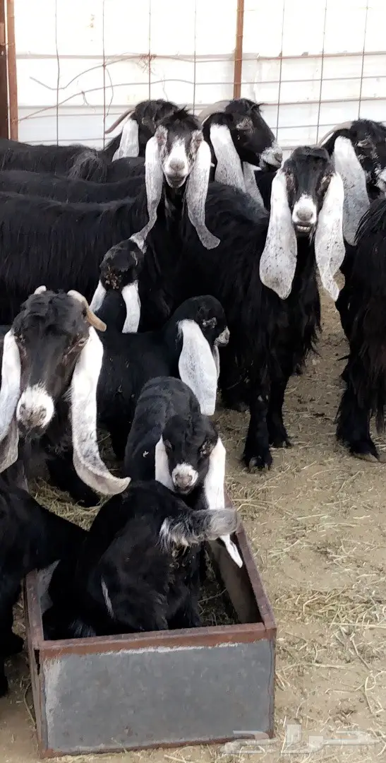 بيع مذعّيات عالية الجودة - أعداد ممتازة (image 22)