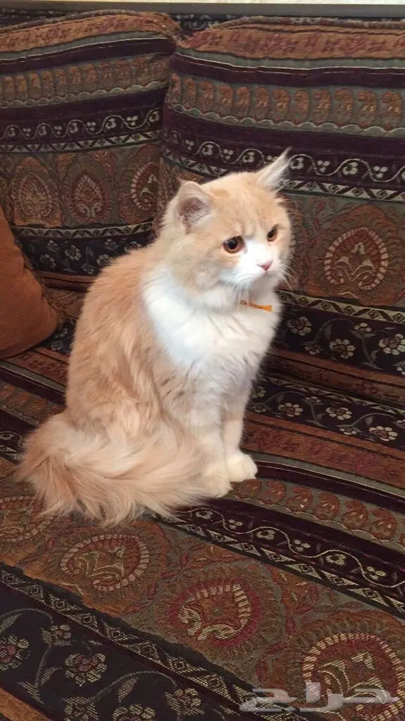 قطة للبيع  (image 1)