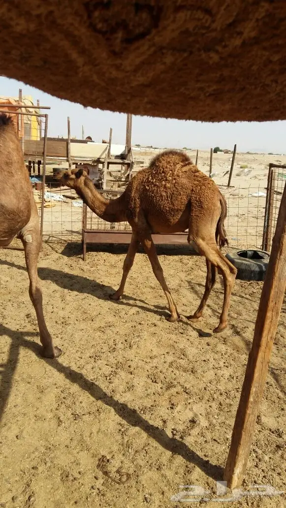 قعدان بريه سواحل