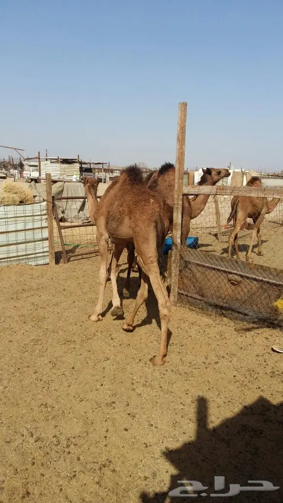 قعدان بريه سواحل (image 1)