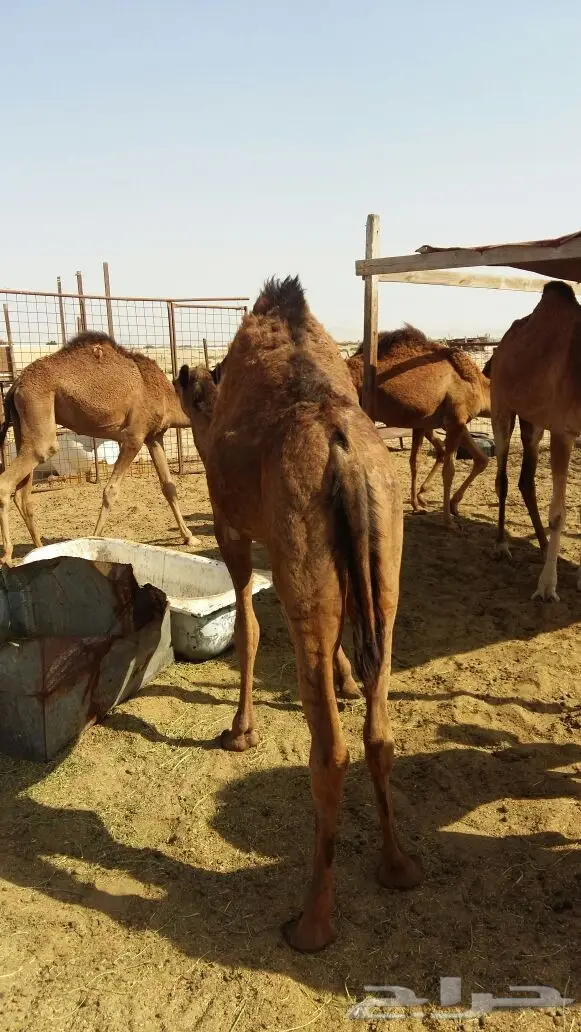 قعدان بريه سواحل (image 2)