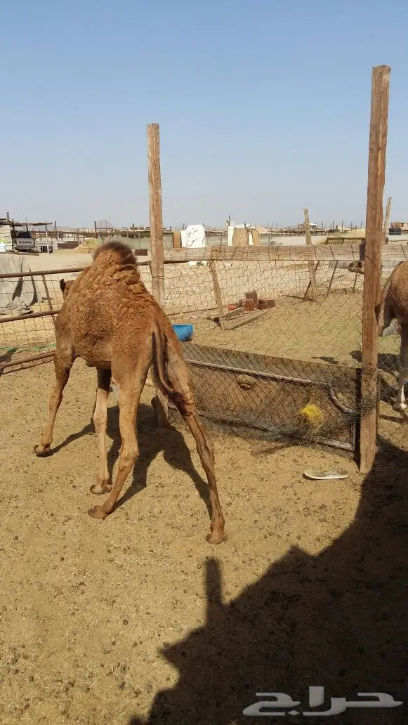 قعدان بريه سواحل (image 3)