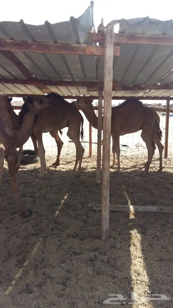 قعدان بريه سواحل (image 4)