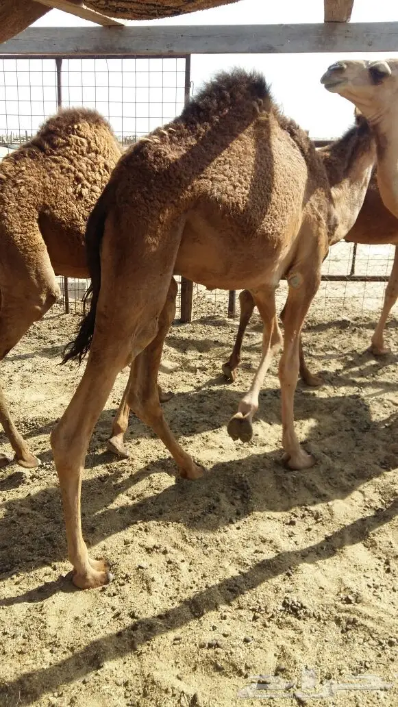 قعدان بريه سواحل (image 5)