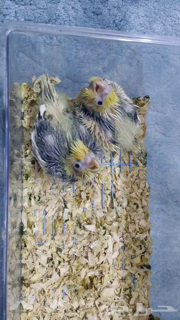 للبيع عدد 5 فروخ كروان - ببغاء كوكتيل  (image 3)