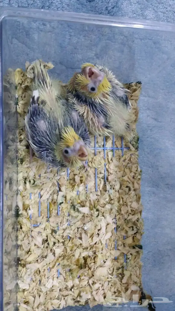 للبيع عدد 5 فروخ كروان - ببغاء كوكتيل  (image 4)