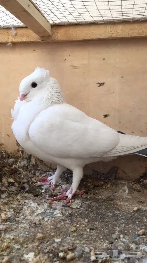 انثى حب رمان 