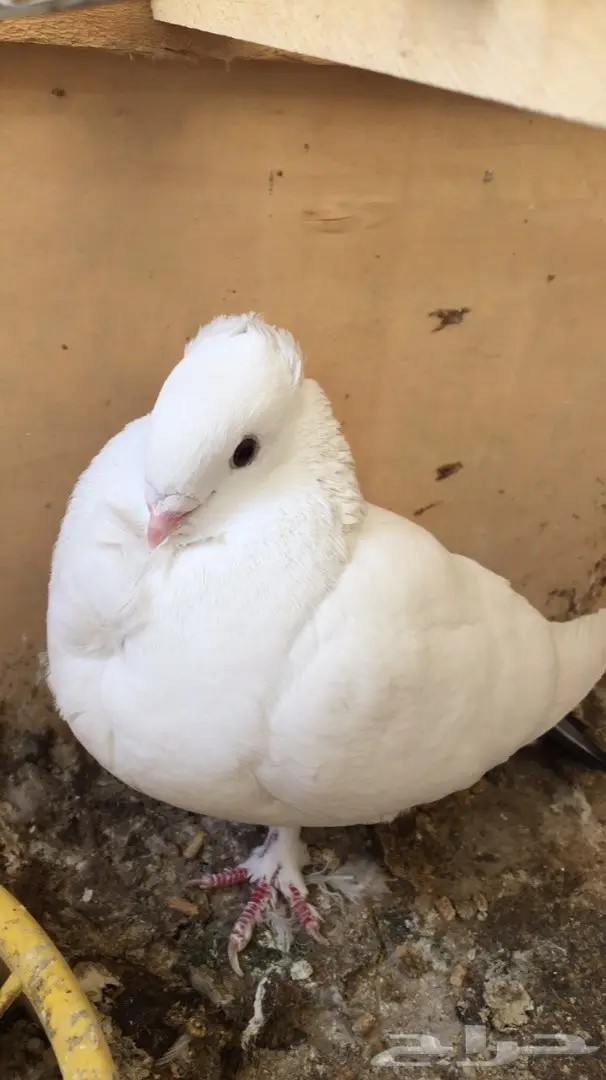 انثى حب رمان  (image 1)