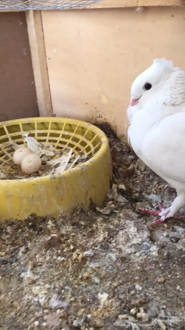 انثى حب رمان  (image 2)