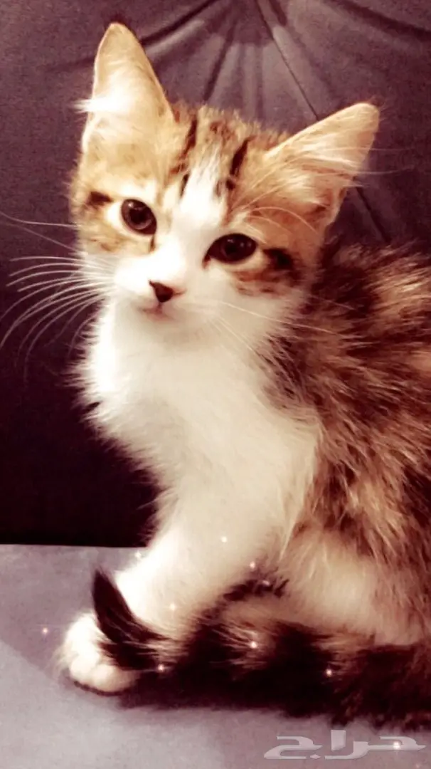 قطط شيرازي عدد 4  (image 4)