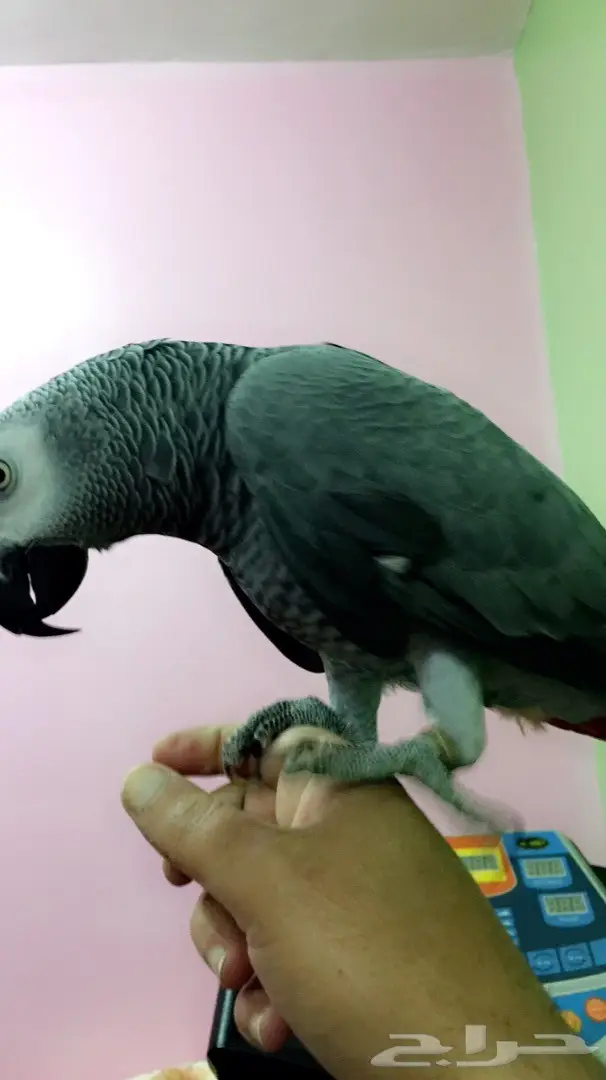 ببغاء كاسكو مفقود الان ببلجرشي (image 2)