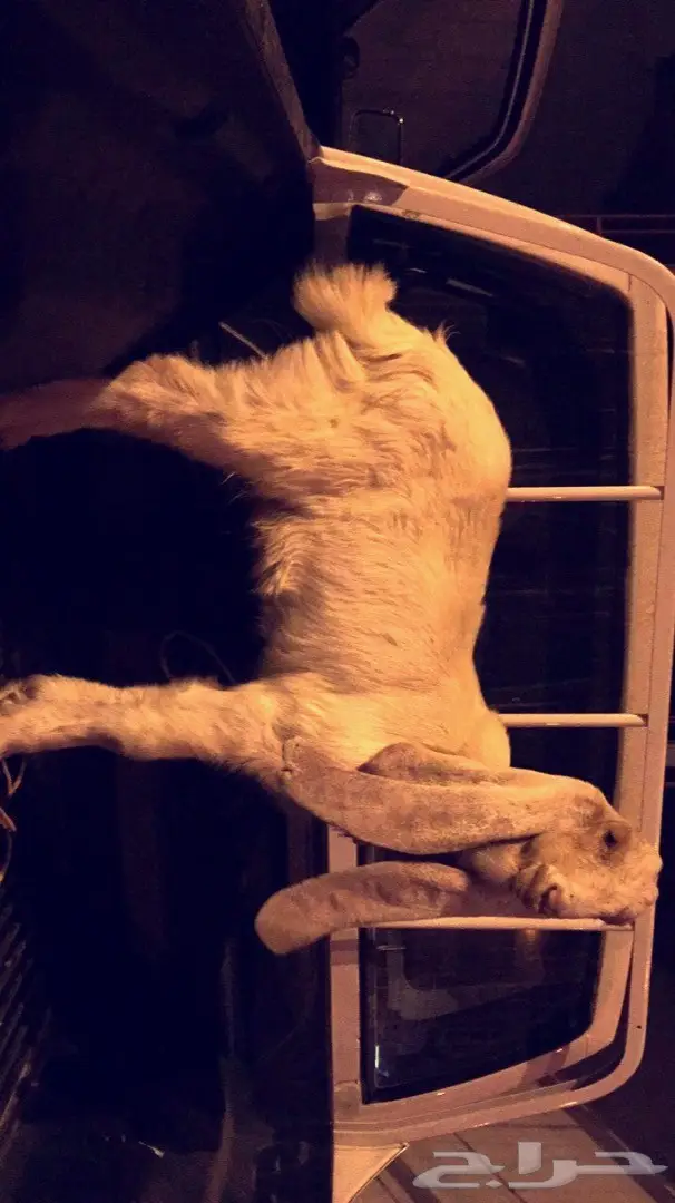 مشروع فحل هولندي