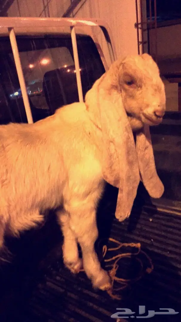 مشروع فحل هولندي (image 1)