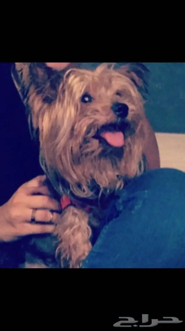 يورك شاير ذكر للبيع