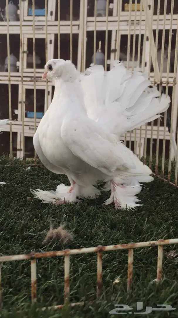 ((جوز سيبيري((ابيض صك))