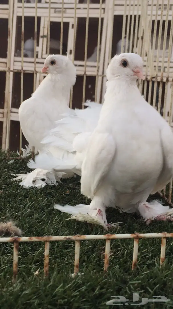 ((جوز سيبيري((ابيض صك)) (image 2)