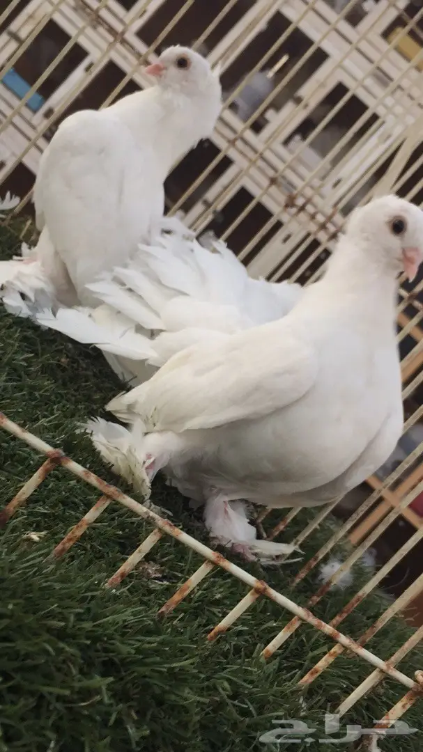 ((جوز سيبيري((ابيض صك)) (image 3)