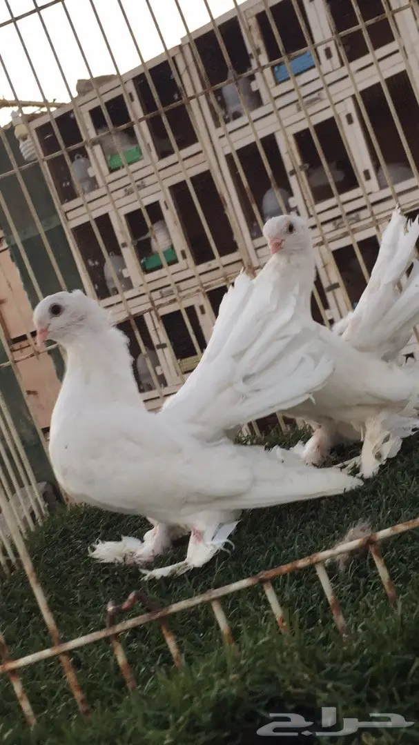 ((جوز سيبيري((ابيض صك)) (image 4)