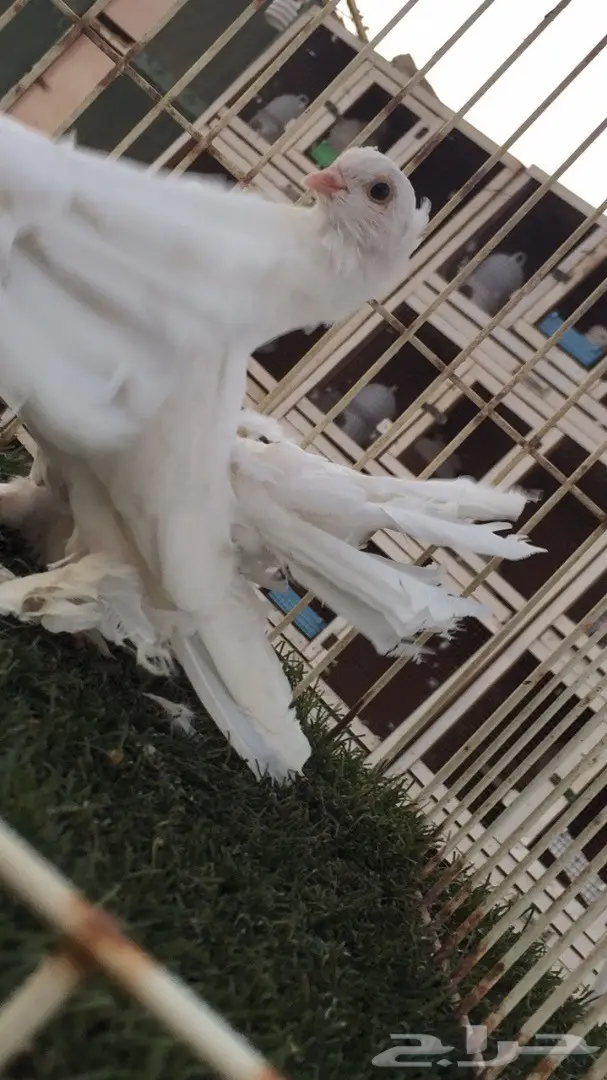 ((جوز سيبيري((ابيض صك)) (image 5)