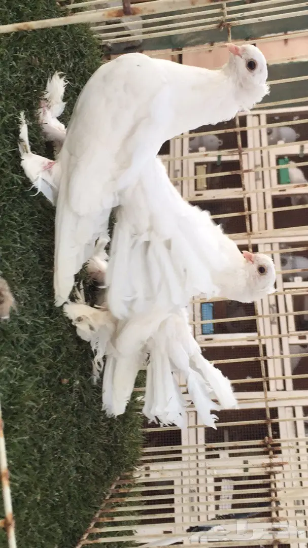 ((جوز سيبيري((ابيض صك)) (image 6)