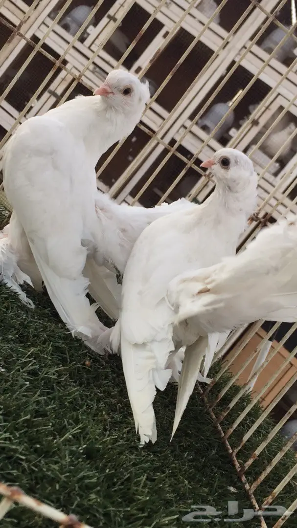 ((جوز سيبيري((ابيض صك)) (image 8)