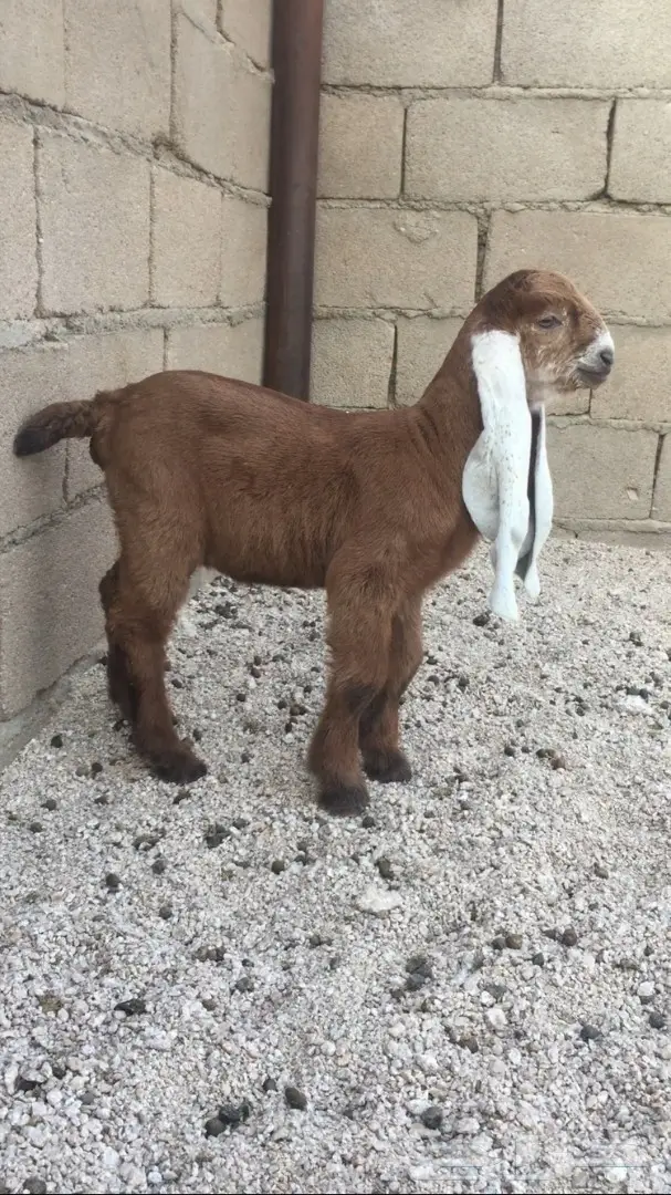 دواغير مشروكة فاخره لاهل الصنف اللون صفر 