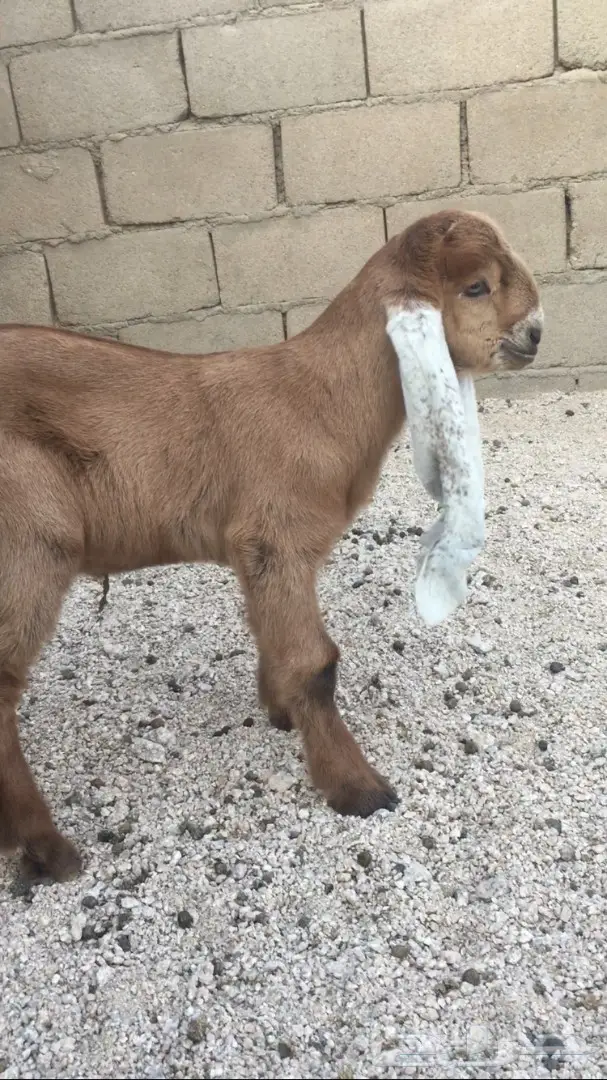 دواغير مشروكة فاخره لاهل الصنف اللون صفر  (image 1)