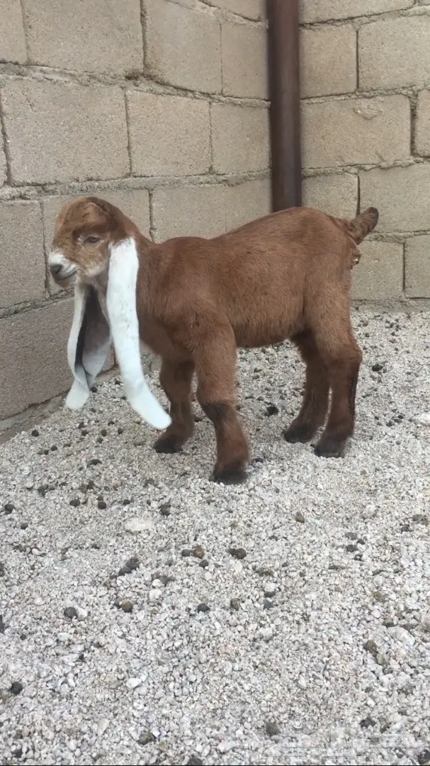 دواغير مشروكة فاخره لاهل الصنف اللون صفر  (image 2)