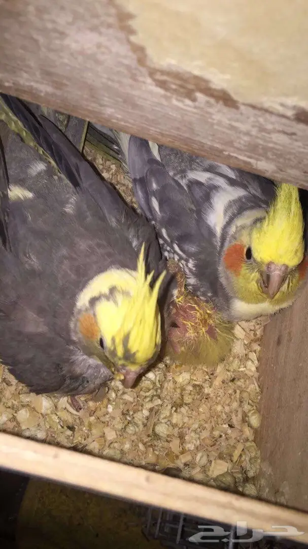 كروان منتج بفروخ