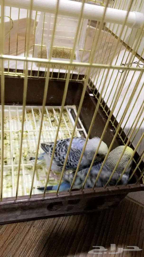 للبيع فروخ غر بادجي ( طيور حب )