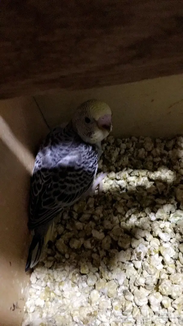 للبيع فروخ غر بادجي ( طيور حب ) (image 1)