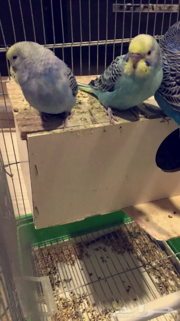 للبيع فروخ غر بادجي ( طيور حب ) (image 2)