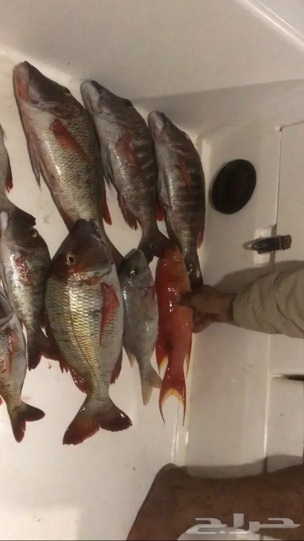 رحلة صيد (جلب) (image 1)