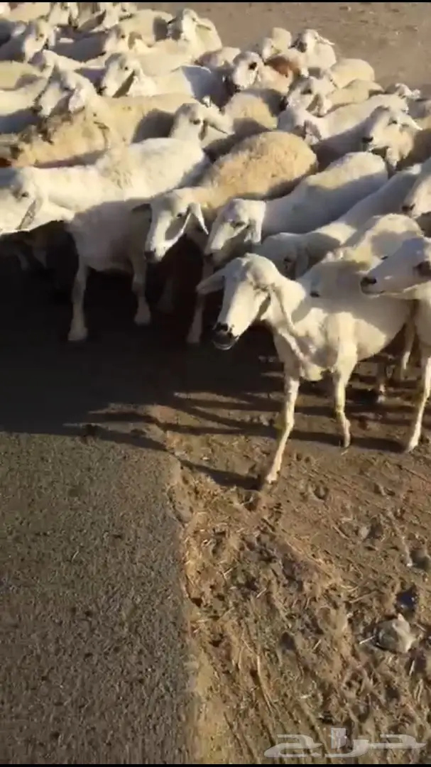 غنم طيبه للبيع 