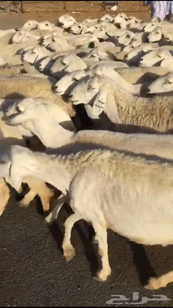 غنم طيبه للبيع  (image 1)