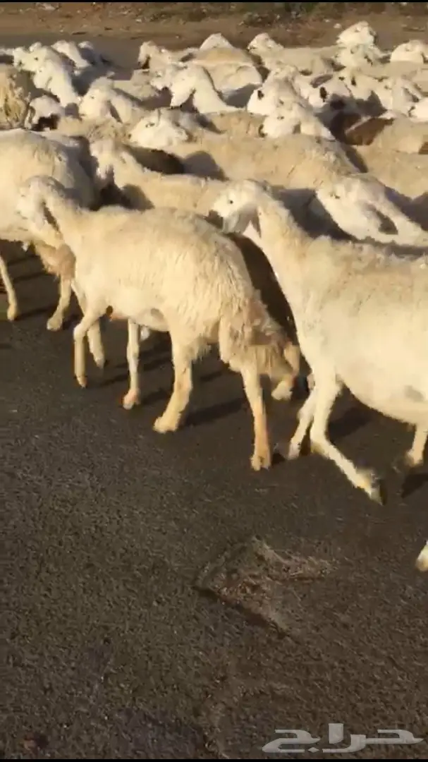 غنم طيبه للبيع  (image 2)