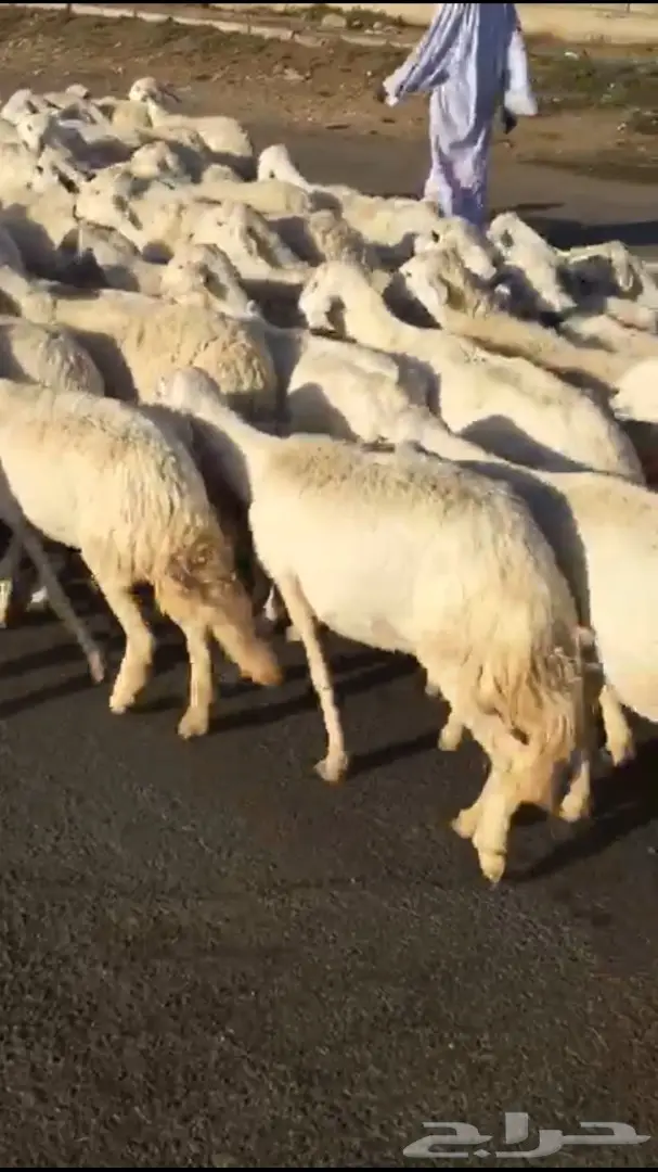 غنم طيبه للبيع  (image 3)