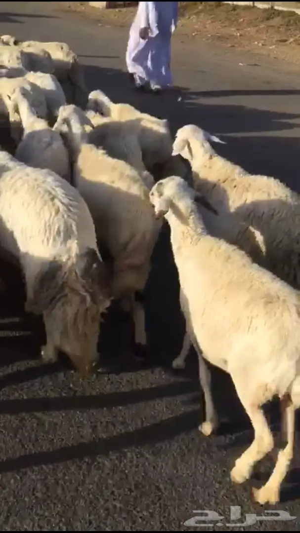 غنم طيبه للبيع  (image 4)