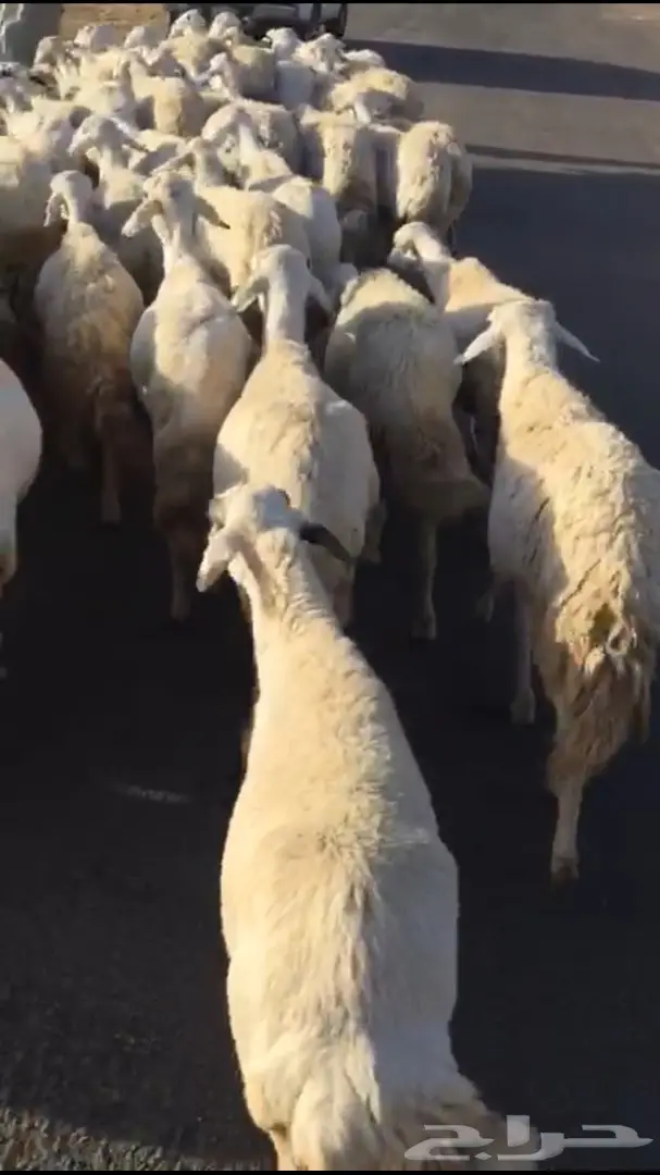 غنم طيبه للبيع  (image 5)