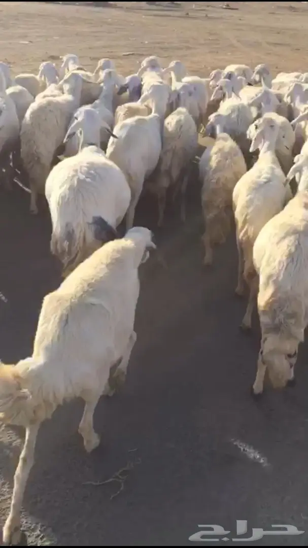 غنم طيبه للبيع  (image 6)