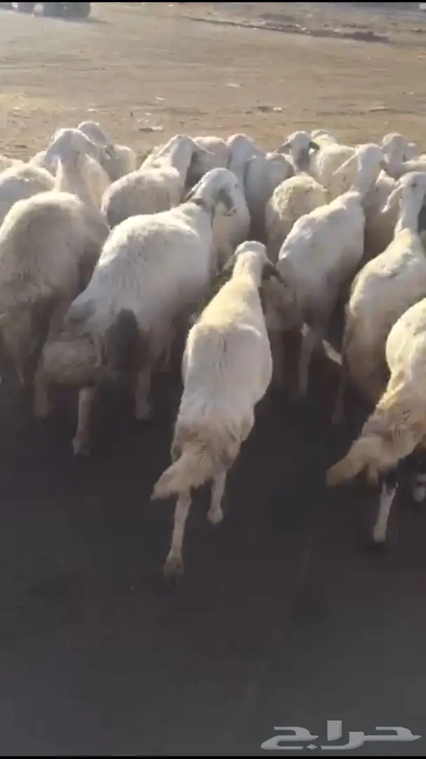 غنم طيبه للبيع  (image 7)