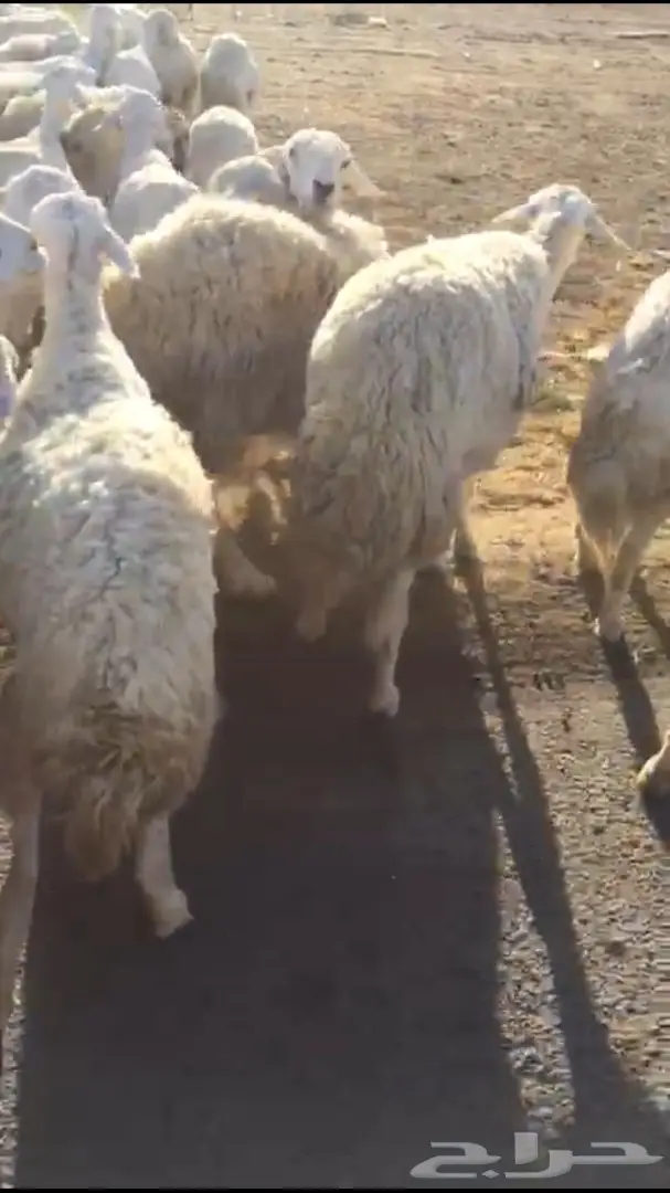 غنم طيبه للبيع  (image 8)