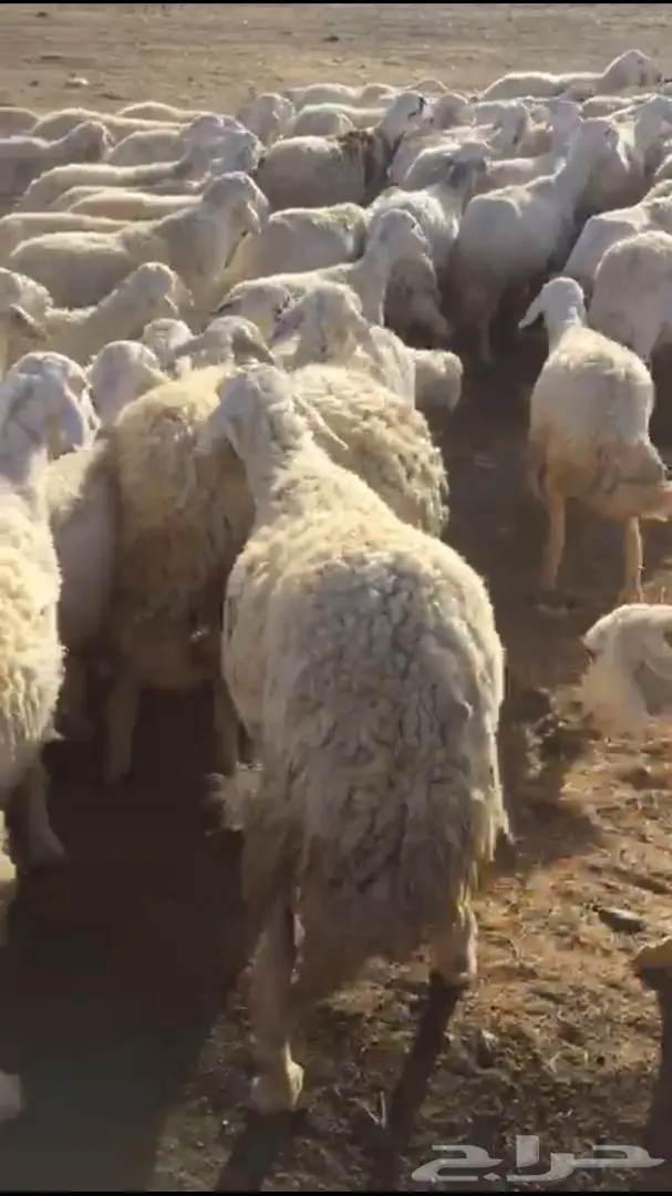 غنم طيبه للبيع  (image 9)