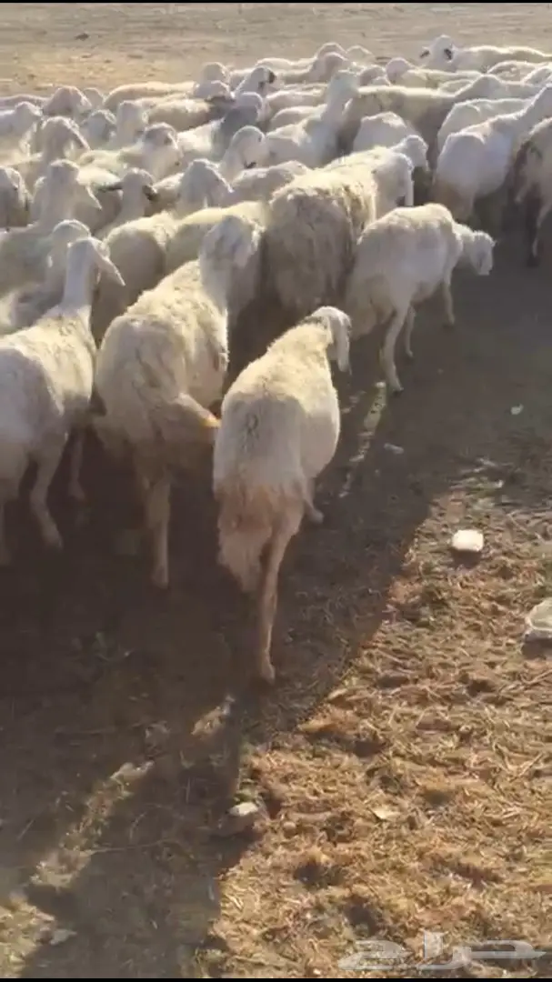 غنم طيبه للبيع  (image 10)