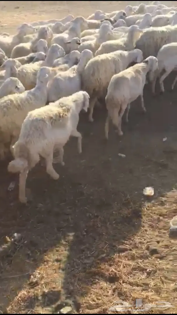 غنم طيبه للبيع  (image 11)