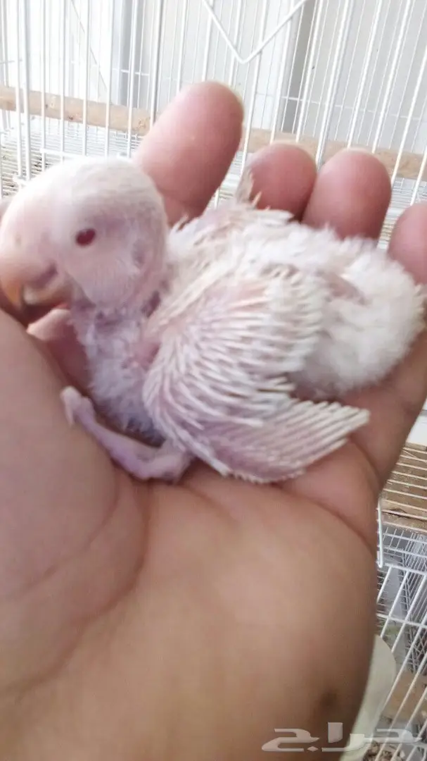 روز البينو البيع اليوم عاجل