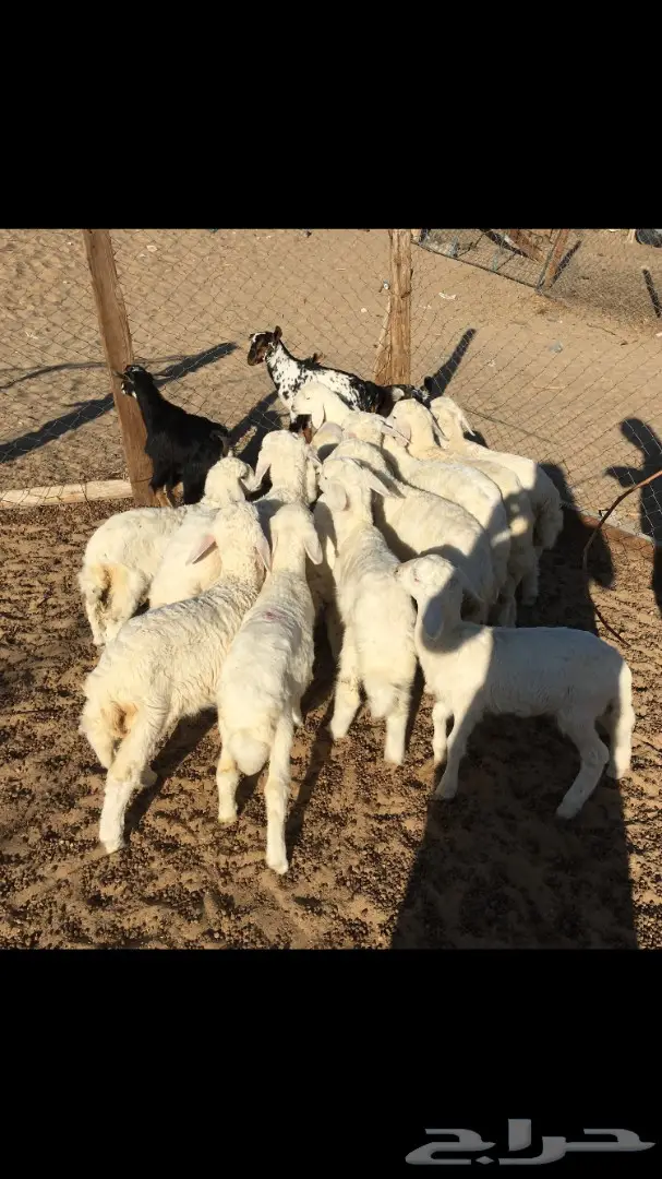 بهم حري من 250 (image 1)