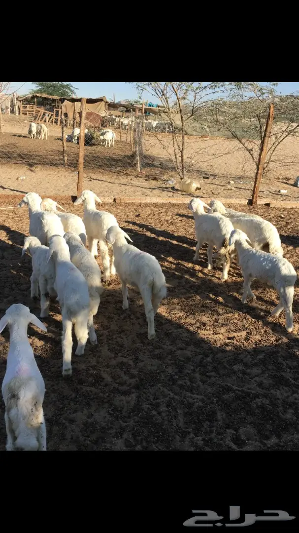 بهم حري من 250 (image 6)