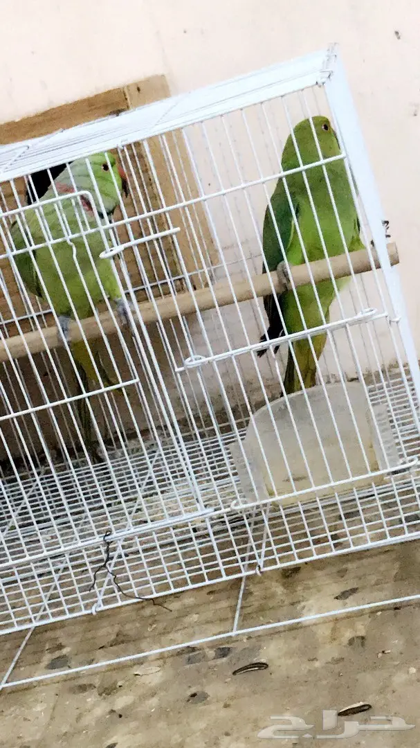 زوج دره (image 1)